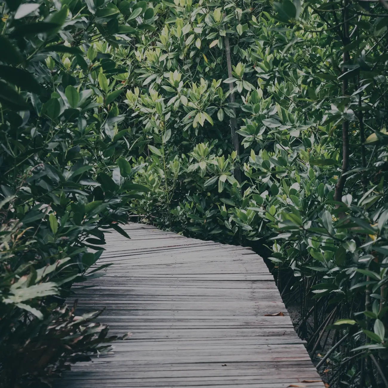 Timber boardwalk through the Bukit Kerinchi forest reserve beside Pantai Sentral Park